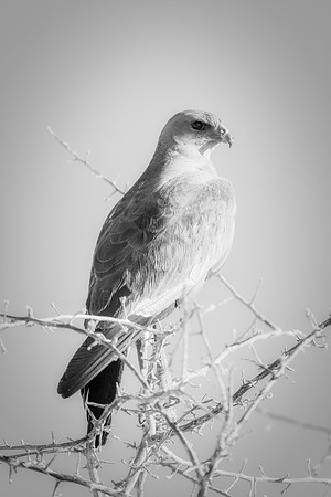 Africa, Africa, Bertazzoni, Nikon, "Southern Pale Chanting Goshawk", beak, bird, claws, colors, details, eagle, eating, feathers, flying, forest, garden, hawk, hunting, jungle, nest, park, posing, pre
