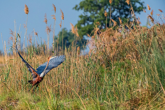 Bertazzoni, Jamaica, Nikon, artistic, beak, colors, feathers, fishing, "flying egret", heron, legs, migration, nature, nesting, panning, parade, pond, safari, swamp, "white egret"