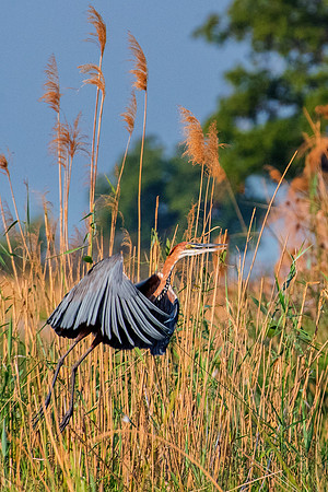 Bertazzoni, Jamaica, Nikon, artistic, beak, colors, feathers, fishing, "flying egret", heron, legs, migration, nature, nesting, panning, parade, pond, safari, swamp, "white egret"