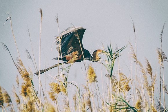Bertazzoni, Jamaica, Nikon, artistic, beak, colors, feathers, fishing, "flying egret", heron, legs, migration, nature, nesting, panning, parade, pond, safari, swamp, "white egret"