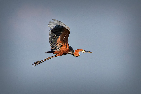 Bertazzoni, Jamaica, Nikon, artistic, beak, colors, feathers, fishing, "flying egret", heron, legs, migration, nature, nesting, panning, parade, pond, safari, swamp, "white egret"
