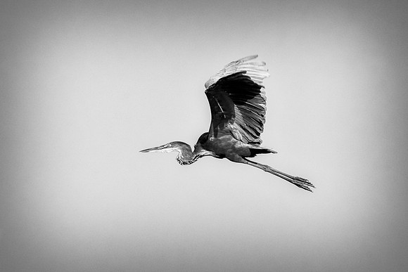 Bertazzoni, Jamaica, Nikon, artistic, beak, colors, feathers, fishing, "flying egret", heron, legs, migration, nature, nesting, panning, parade, pond, safari, swamp, "white egret"