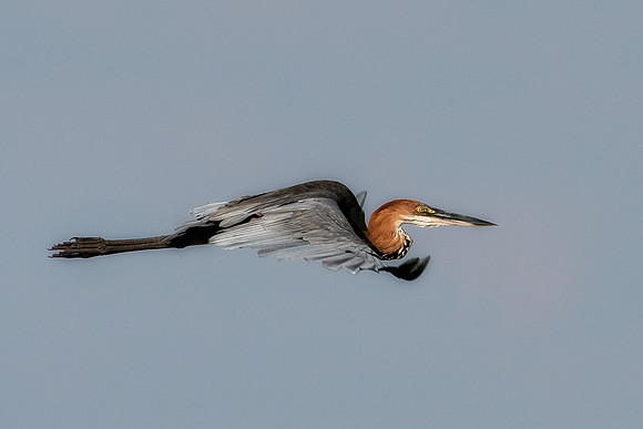 Bertazzoni, Jamaica, Nikon, artistic, beak, colors, feathers, fishing, "flying egret", heron, legs, migration, nature, nesting, panning, parade, pond, safari, swamp, "white egret"