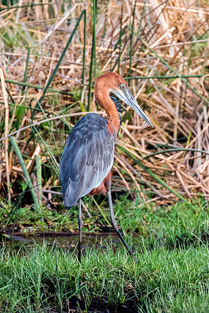 Bertazzoni, Jamaica, Nikon, artistic, beak, colors, feathers, fishing, "flying egret", heron, legs, migration, nature, nesting, panning, parade, pond, safari, swamp, "white egret"