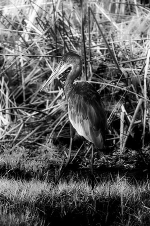 Bertazzoni, Jamaica, Nikon, artistic, beak, colors, feathers, fishing, "flying egret", heron, legs, migration, nature, nesting, panning, parade, pond, safari, swamp, "white egret"