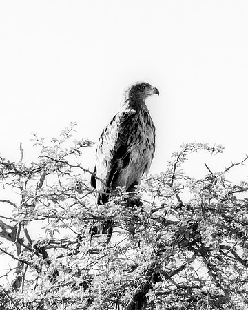 Africa, Africa, Bertazzoni, Nikon, "Southern Pale Chanting Goshawk", beak, bird, claws, colors, details, eagle, eating, feathers, flying, forest, garden, hawk, hunting, jungle, nest, park, posing, pre
