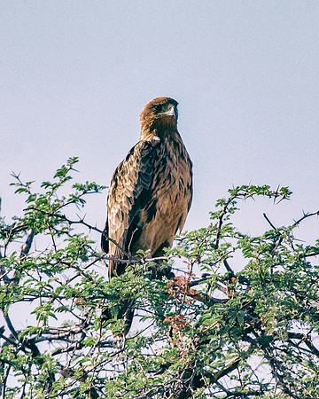 Africa, Africa, Bertazzoni, Nikon, "Southern Pale Chanting Goshawk", beak, bird, claws, colors, details, eagle, eating, feathers, flying, forest, garden, hawk, hunting, jungle, nest, park, posing, pre