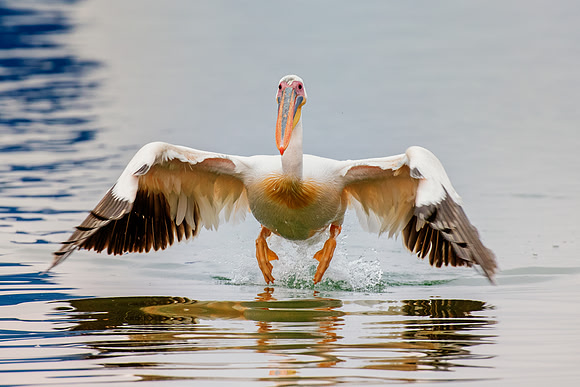Africa, Bertazzoni, "Kelp Gull", Namibia, Nikon, beak, bird, coast, details, feathers, fishing, flying, flying, gull, landing, legs, nature, ocean, safari, sea, wings, Pelican, Africa, safari,