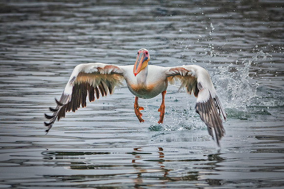 Africa, Bertazzoni, "Kelp Gull", Namibia, Nikon, beak, bird, coast, details, feathers, fishing, flying, flying, gull, landing, legs, nature, ocean, safari, sea, wings, Pelican, Africa, safari,