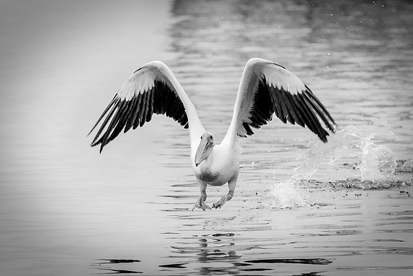Africa, Bertazzoni, "Kelp Gull", Namibia, Nikon, beak, bird, coast, details, feathers, fishing, flying, flying, gull, landing, legs, nature, ocean, safari, sea, wings, Pelican, Africa, safari,