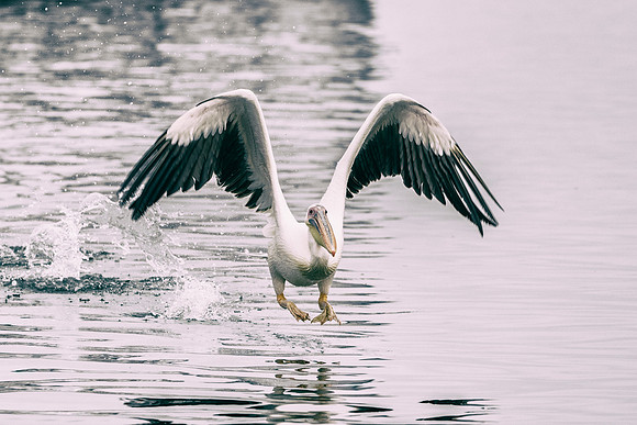 Africa, Bertazzoni, "Kelp Gull", Namibia, Nikon, beak, bird, coast, details, feathers, fishing, flying, flying, gull, landing, legs, nature, ocean, safari, sea, wings, Pelican, Africa, safari,