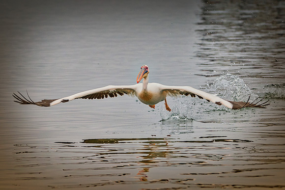Africa, Bertazzoni, "Kelp Gull", Namibia, Nikon, beak, bird, coast, details, feathers, fishing, flying, flying, gull, landing, legs, nature, ocean, safari, sea, wings, Pelican, Africa, safari,
