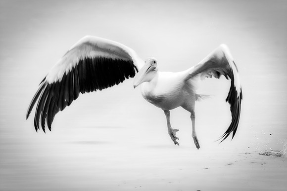 Africa, Bertazzoni, "Kelp Gull", Namibia, Nikon, beak, bird, coast, details, feathers, fishing, flying, flying, gull, landing, legs, nature, ocean, safari, sea, wings, Pelican, Africa, safari,