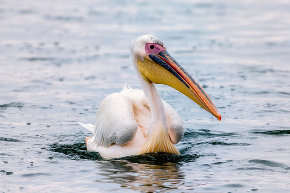 Bertazzoni, Kenya, Namibia, Pelican, "Walvis Bay", beak, colors, feathers, fishing, flying, hunting, lake, lakes, nature, nesting, ocean, "pink backed pelican", rivers, wings
