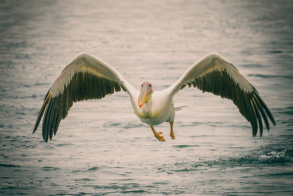 Bertazzoni, Kenya, Namibia, Pelican, "Walvis Bay", beak, colors, feathers, fishing, flying, hunting, lake, lakes, nature, nesting, ocean, "pink backed pelican", rivers, wings