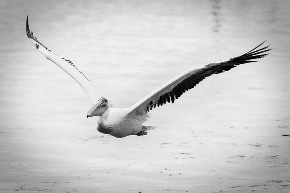 Bertazzoni, Kenya, Namibia, Pelican, "Walvis Bay", beak, colors, feathers, fishing, flying, hunting, lake, lakes, nature, nesting, ocean, "pink backed pelican", rivers, wings