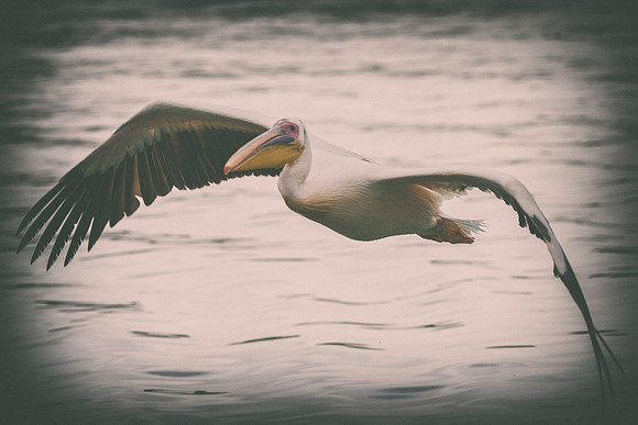Bertazzoni, Kenya, Namibia, Pelican, "Walvis Bay", beak, colors, feathers, fishing, flying, hunting, lake, lakes, nature, nesting, ocean, "pink backed pelican", rivers, wings