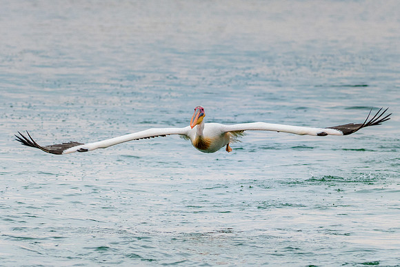 Bertazzoni, Kenya, Namibia, Pelican, "Walvis Bay", beak, colors, feathers, fishing, flying, hunting, lake, lakes, nature, nesting, ocean, "pink backed pelican", rivers, wings
