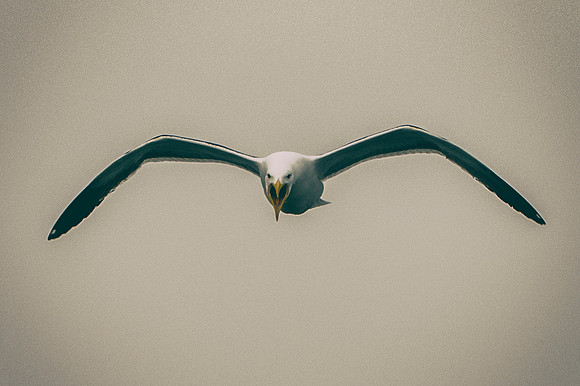 Bertazzoni, Kenya, Namibia, Pelican, "Walvis Bay", beak, colors, feathers, fishing, flying, hunting, lake, lakes, nature, nesting, ocean, "pink backed pelican", rivers, wings