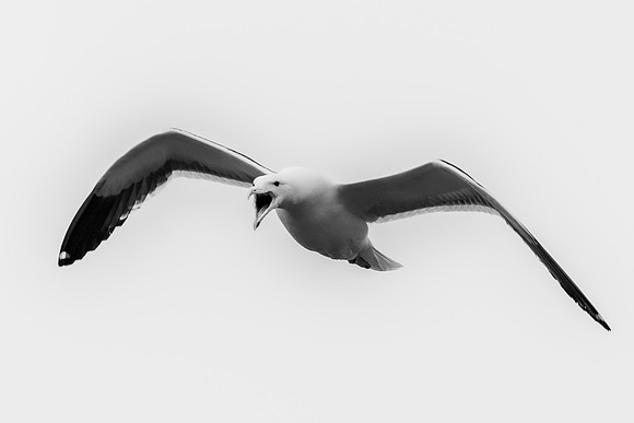 Bertazzoni, Kenya, Namibia, Pelican, "Walvis Bay", beak, colors, feathers, fishing, flying, hunting, lake, lakes, nature, nesting, ocean, "pink backed pelican", rivers, wings