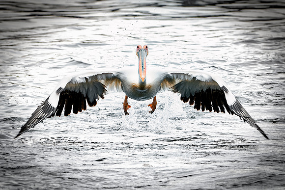 Bertazzoni, Kenya, Namibia, Pelican, "Walvis Bay", beak, colors, feathers, fishing, flying, hunting, lake, lakes, nature, nesting, ocean, "pink backed pelican", rivers, wings