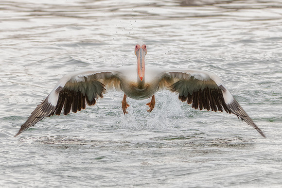 Bertazzoni, Kenya, Namibia, Pelican, "Walvis Bay", beak, colors, feathers, fishing, flying, hunting, lake, lakes, nature, nesting, ocean, "pink backed pelican", rivers, wings