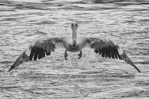 Bertazzoni, Kenya, Namibia, Pelican, "Walvis Bay", beak, colors, feathers, fishing, flying, hunting, lake, lakes, nature, nesting, ocean, "pink backed pelican", rivers, wings