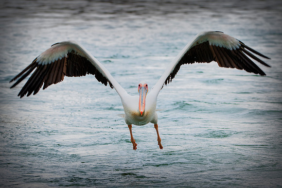 Bertazzoni, Kenya, Namibia, Pelican, "Walvis Bay", beak, colors, feathers, fishing, flying, hunting, lake, lakes, nature, nesting, ocean, "pink backed pelican", rivers, wings