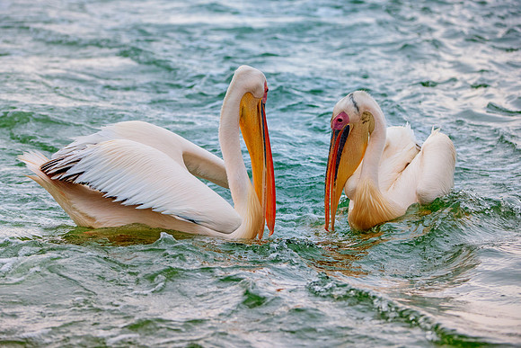Bertazzoni, Kenya, Namibia, Pelican, "Walvis Bay", beak, colors, feathers, fishing, flying, hunting, lake, lakes, nature, nesting, ocean, "pink backed pelican", rivers, wings