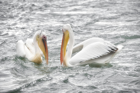 Bertazzoni, Kenya, Namibia, Pelican, "Walvis Bay", beak, colors, feathers, fishing, flying, hunting, lake, lakes, nature, nesting, ocean, "pink backed pelican", rivers, wings