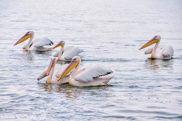 Bertazzoni, Kenya, Namibia, Pelican, "Walvis Bay", beak, colors, feathers, fishing, flying, hunting, lake, lakes, nature, nesting, ocean, "pink backed pelican", rivers, wings
