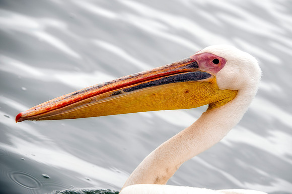 Bertazzoni, Kenya, Namibia, Pelican, "Walvis Bay", beak, colors, feathers, fishing, flying, hunting, lake, lakes, nature, nesting, ocean, "pink backed pelican", rivers, wings