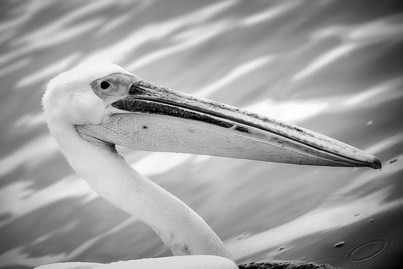 Bertazzoni, Kenya, Namibia, Pelican, "Walvis Bay", beak, colors, feathers, fishing, flying, hunting, lake, lakes, nature, nesting, ocean, "pink backed pelican", rivers, wings