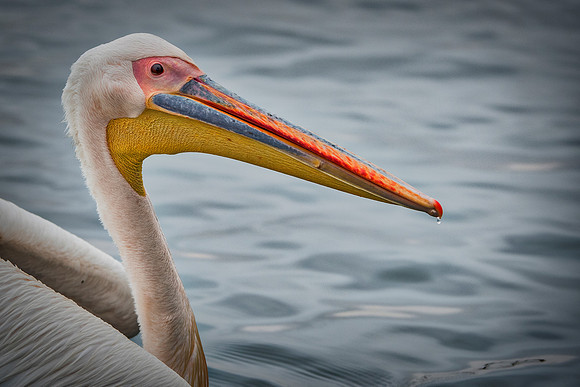 Bertazzoni, Kenya, Namibia, Pelican, "Walvis Bay", beak, colors, feathers, fishing, flying, hunting, lake, lakes, nature, nesting, ocean, "pink backed pelican", rivers, wings