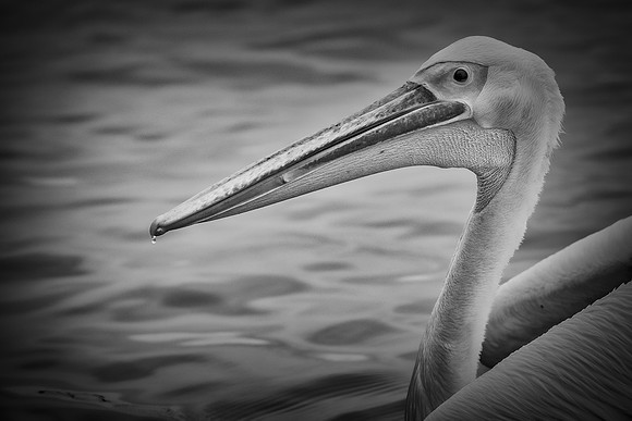 Bertazzoni, Kenya, Namibia, Pelican, "Walvis Bay", beak, colors, feathers, fishing, flying, hunting, lake, lakes, nature, nesting, ocean, "pink backed pelican", rivers, wings