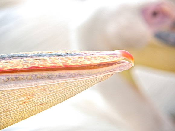 Bertazzoni, Kenya, Namibia, Pelican, "Walvis Bay", beak, colors, feathers, fishing, flying, hunting, lake, lakes, nature, nesting, ocean, "pink backed pelican", rivers, wings