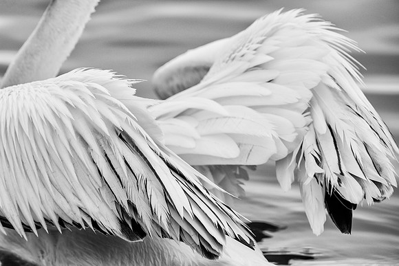 Bertazzoni, Kenya, Namibia, Pelican, "Walvis Bay", beak, colors, feathers, fishing, flying, hunting, lake, lakes, nature, nesting, ocean, "pink backed pelican", rivers, wings