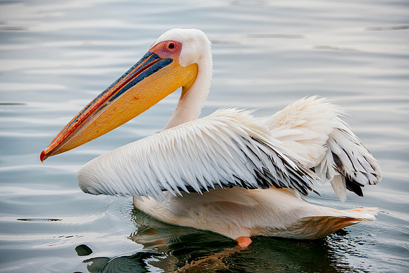 Bertazzoni, Kenya, Namibia, Pelican, "Walvis Bay", beak, colors, feathers, fishing, flying, hunting, lake, lakes, nature, nesting, ocean, "pink backed pelican", rivers, wings