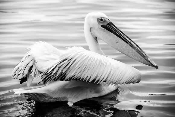 Bertazzoni, Kenya, Namibia, Pelican, "Walvis Bay", beak, colors, feathers, fishing, flying, hunting, lake, lakes, nature, nesting, ocean, "pink backed pelican", rivers, wings
