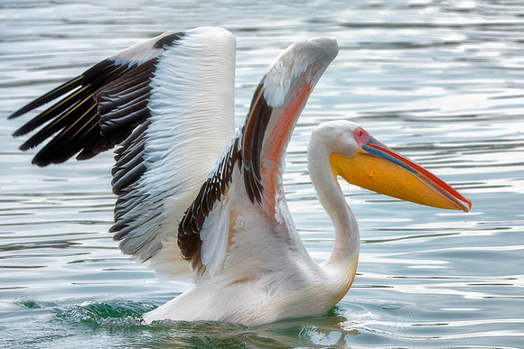 Bertazzoni, Kenya, Namibia, Pelican, "Walvis Bay", beak, colors, feathers, fishing, flying, hunting, lake, lakes, nature, nesting, ocean, "pink backed pelican", rivers, wings