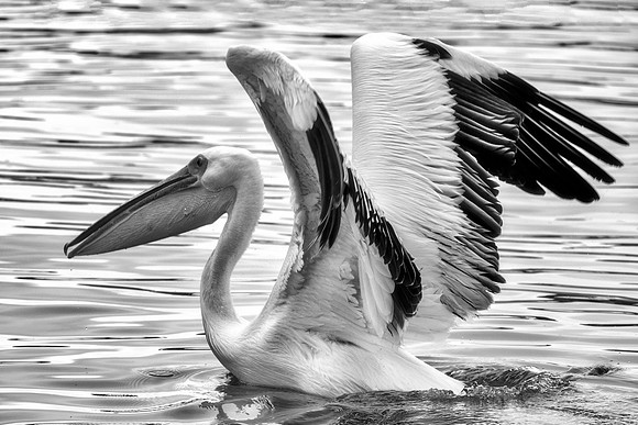 Bertazzoni, Kenya, Namibia, Pelican, "Walvis Bay", beak, colors, feathers, fishing, flying, hunting, lake, lakes, nature, nesting, ocean, "pink backed pelican", rivers, wings