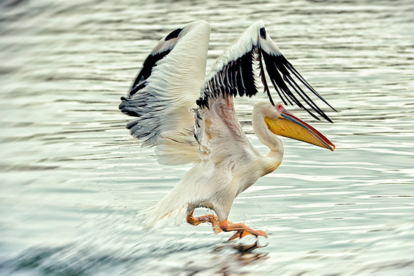 Bertazzoni, Kenya, Namibia, Pelican, "Walvis Bay", beak, colors, feathers, fishing, flying, hunting, lake, lakes, nature, nesting, ocean, "pink backed pelican", rivers, wings