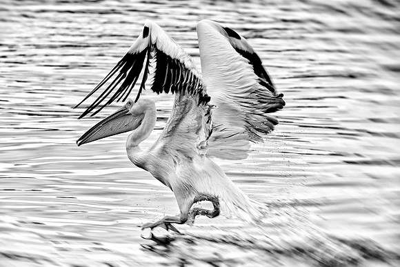 Bertazzoni, Kenya, Namibia, Pelican, "Walvis Bay", beak, colors, feathers, fishing, flying, hunting, lake, lakes, nature, nesting, ocean, "pink backed pelican", rivers, wings