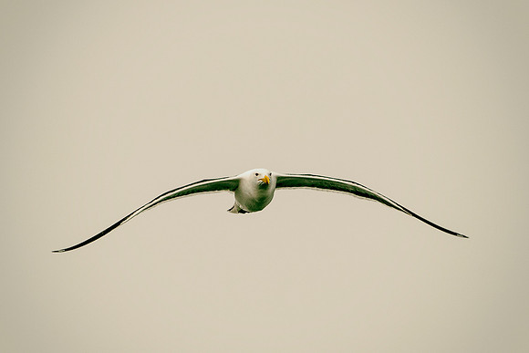 Bertazzoni, Kenya, Namibia, Pelican, "Walvis Bay", beak, colors, feathers, fishing, flying, hunting, lake, lakes, nature, nesting, ocean, "pink backed pelican", rivers, wings