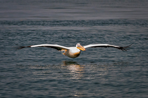 Bertazzoni, Kenya, Namibia, Pelican, "Walvis Bay", beak, colors, feathers, fishing, flying, hunting, lake, lakes, nature, nesting, ocean, "pink backed pelican", rivers, wings