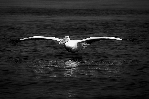 Africa, Bertazzoni, "Kelp Gull", Namibia, Nikon, beak, bird, coast, details, feathers, fishing, flying, flying, gull, landing, legs, nature, ocean, safari, sea, wings