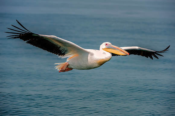 Bertazzoni, Kenya, Namibia, Pelican, "Walvis Bay", beak, colors, feathers, fishing, flying, hunting, lake, lakes, nature, nesting, ocean, "pink backed pelican", rivers, wings