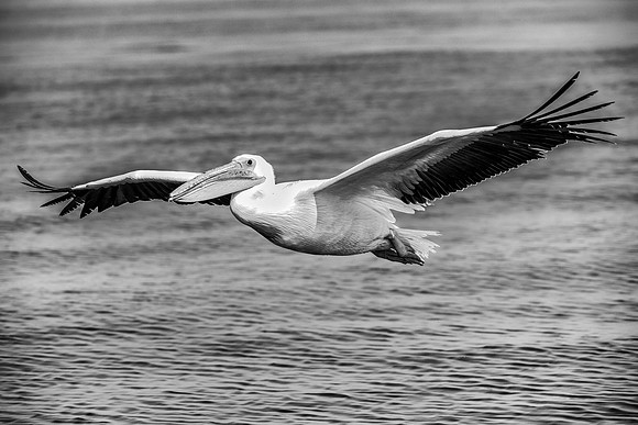 Bertazzoni, Kenya, Namibia, Pelican, "Walvis Bay", beak, colors, feathers, fishing, flying, hunting, lake, lakes, nature, nesting, ocean, "pink backed pelican", rivers, wings