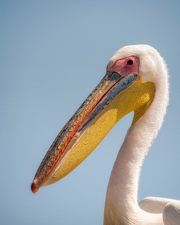 Bertazzoni, Kenya, Namibia, Pelican, "Walvis Bay", beak, colors, feathers, fishing, flying, hunting, lake, lakes, nature, nesting, ocean, "pink backed pelican", rivers, wings