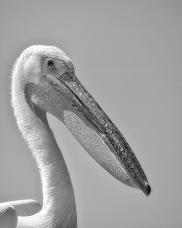 Bertazzoni, Kenya, Namibia, Pelican, "Walvis Bay", beak, colors, feathers, fishing, flying, hunting, lake, lakes, nature, nesting, ocean, "pink backed pelican", rivers, wings